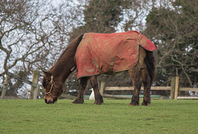 Muffin's with his coat on in the Paddock