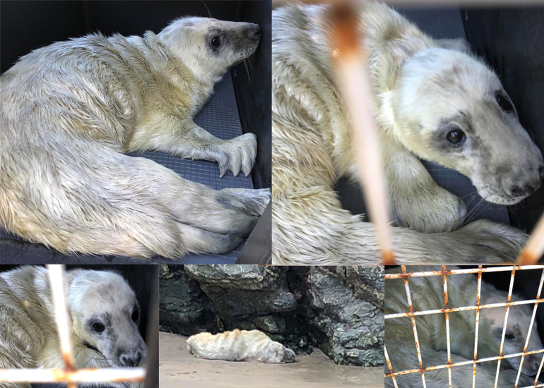 Mullet, rescued seal pup - Photo Collage by Lizzi Larbalestier - BDMLR