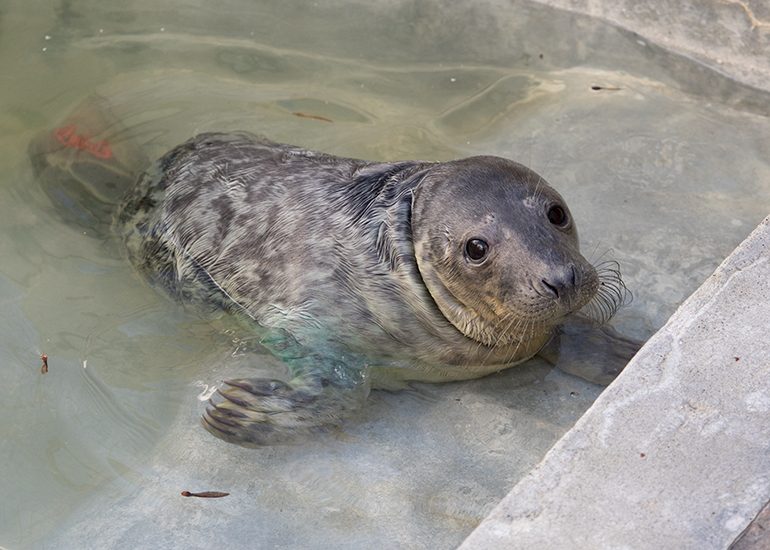 Mullet, rescued seal pup