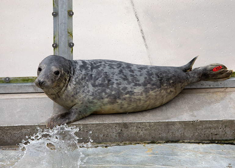 Mullet, rescued seal pup