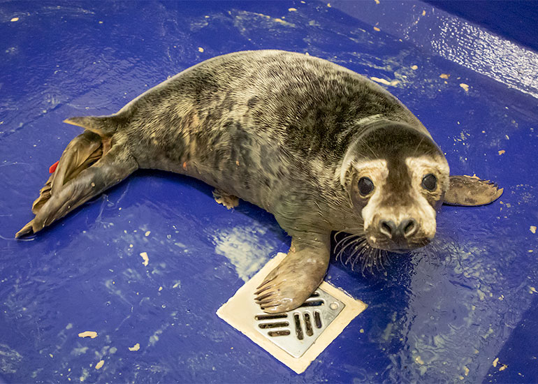 Mullet, rescued seal pup