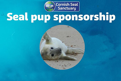 Name a Rescued Seal Pup