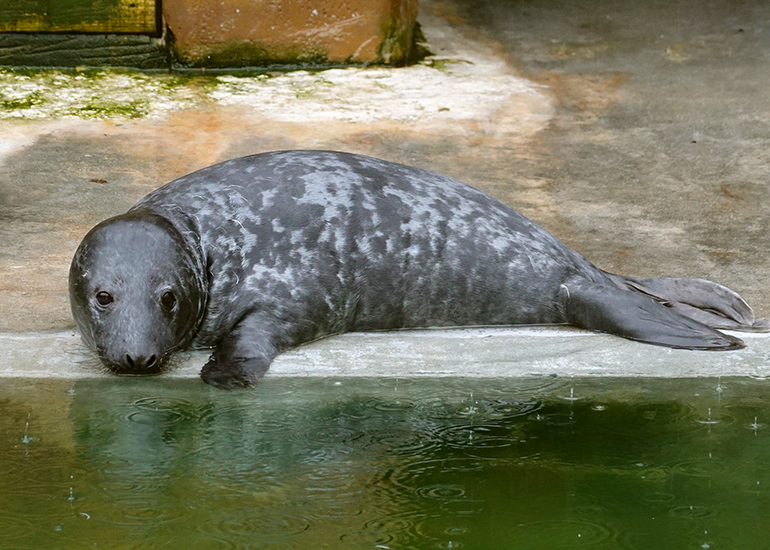 Narwhal