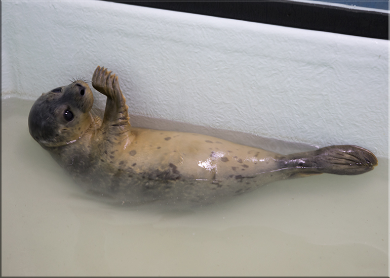 Natterjack - photo taken on 7th July 2017