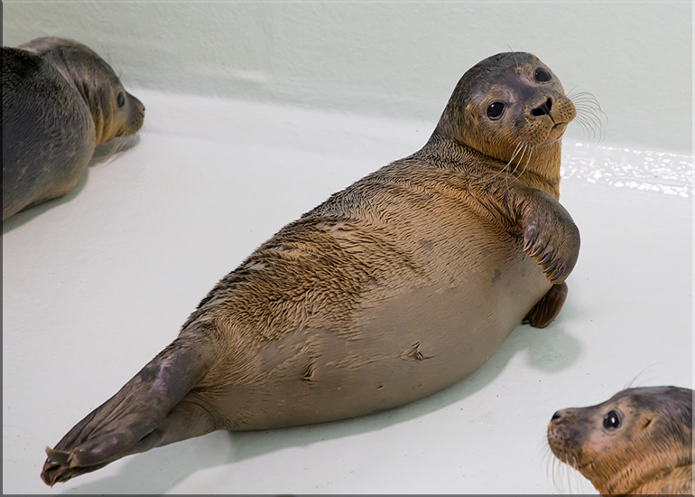 Natterjack - photo taken on 28th July 2017