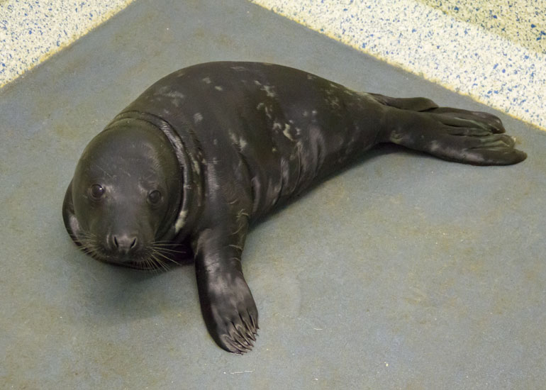 Nebula - 30th November 2013