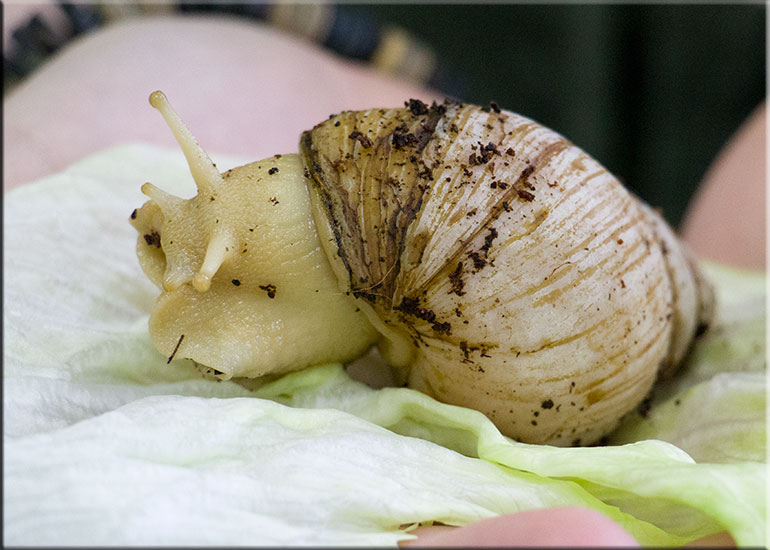 African Land Snail