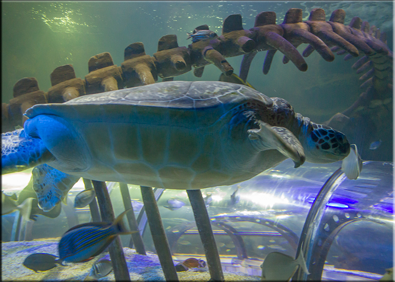 Aquarium photos