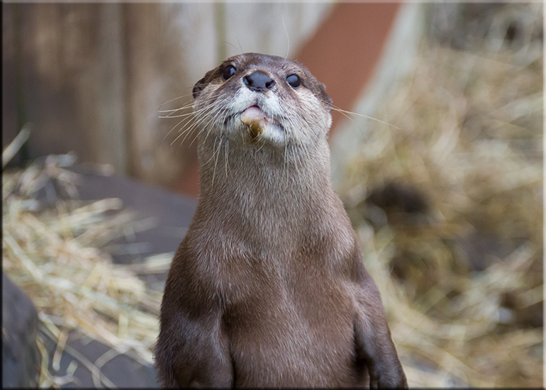 Aquarium photos