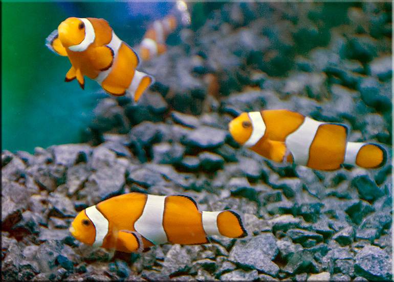 Aquarium photos
