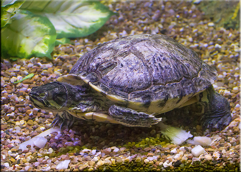 Aquarium photos