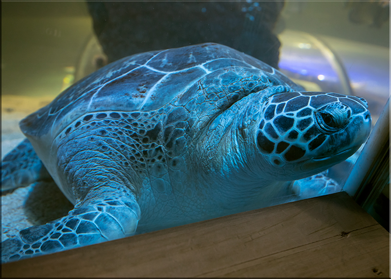 Aquarium photos