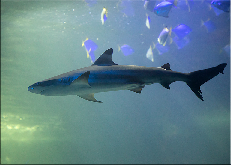 Aquarium photos