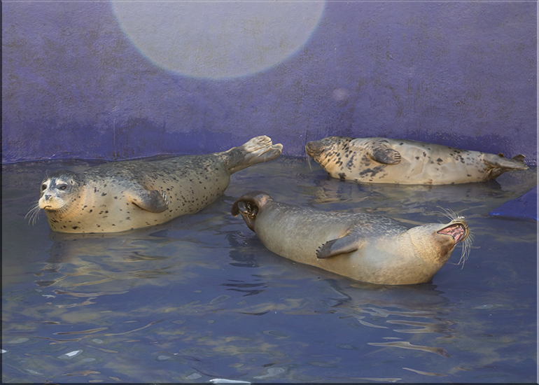Aquarium photos