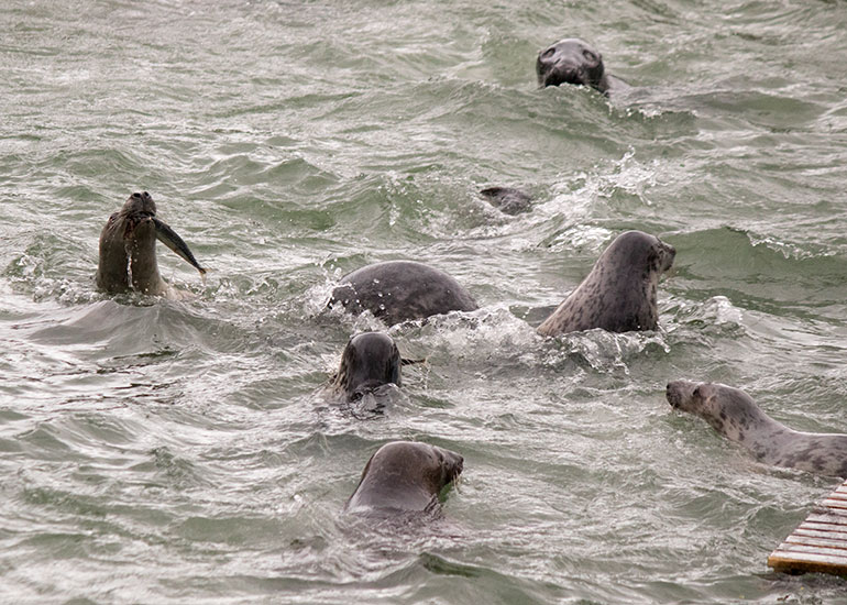 Feeding  in the convalescent pool