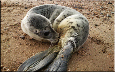 A seal pup on the beach