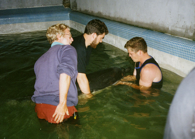 Successful rehabilitation of a common dolphin, Spirit, in 1992