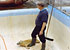 Courtney helps to delivery a seal pup at the sanctuary in February 1993