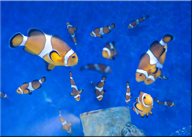 clown fish petsmart