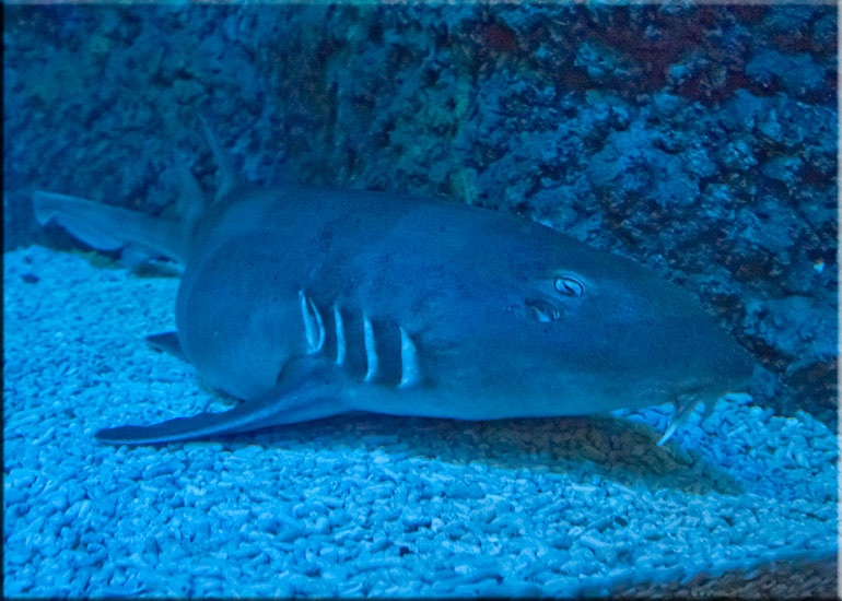 Tropical Shark Tank