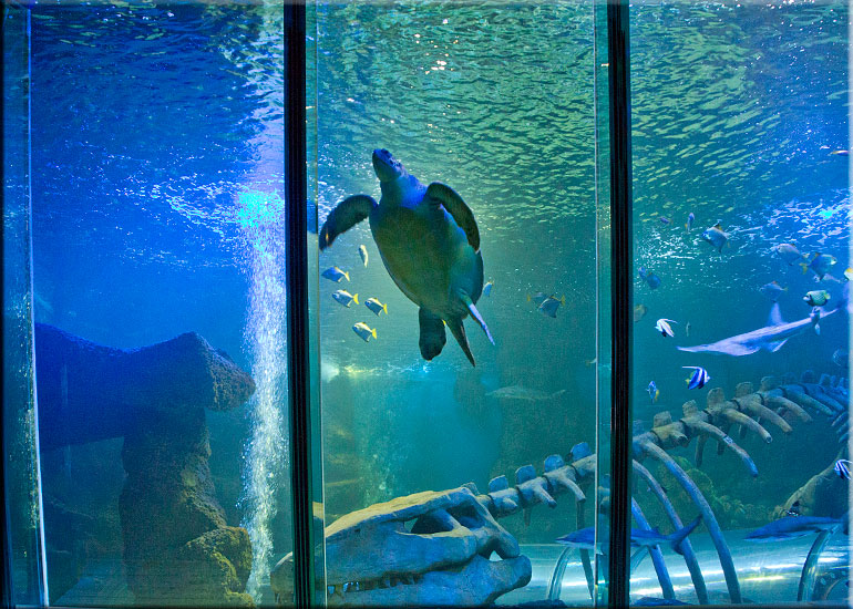 Tropical Shark Tank