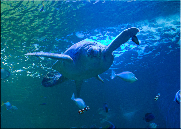 Tropical Shark Tank