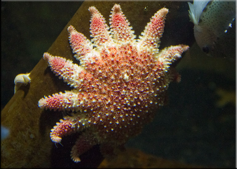 Aquarium
