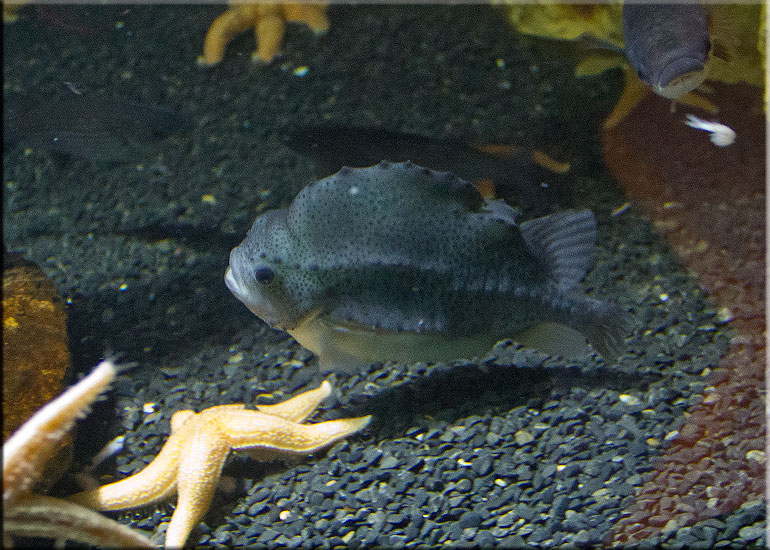 Aquarium