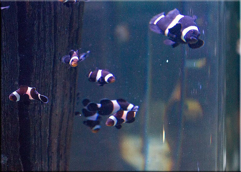 Aquarium