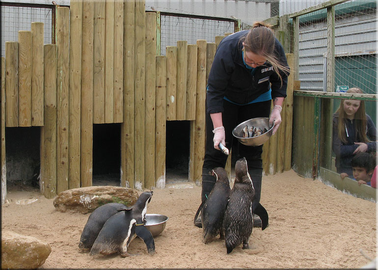 Penguins