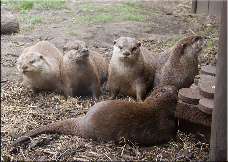 Otters