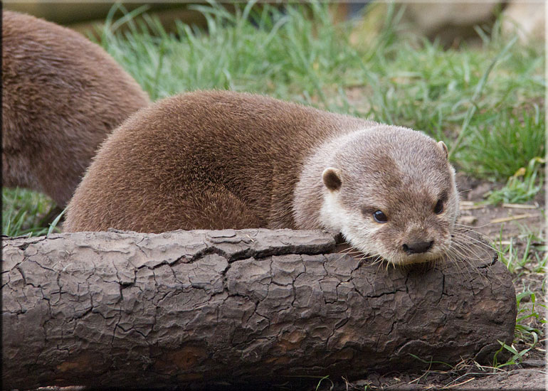 Otters