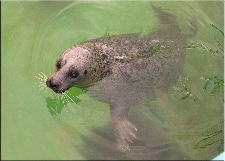 Sally - Resident Seal