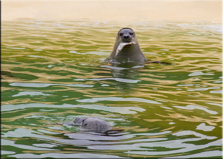 Miley - Resident Seal