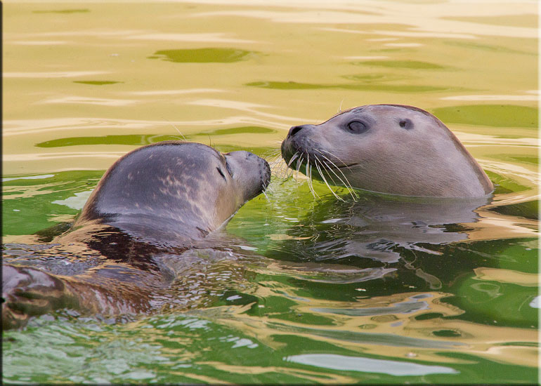 Seals