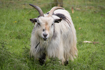 Steve, Pygmy Goat