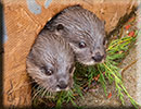Scarborough SEA LIFE Sanctuary - 22nd August 2014