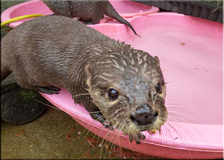 Scarborough SEA LIFE Sanctuary