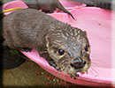 Scarborough SEA LIFE Sanctuary - 22nd August 2014