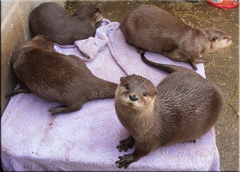Scarborough SEA LIFE Sanctuary