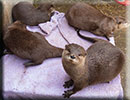 Scarborough SEA LIFE Sanctuary - 22nd August 2014