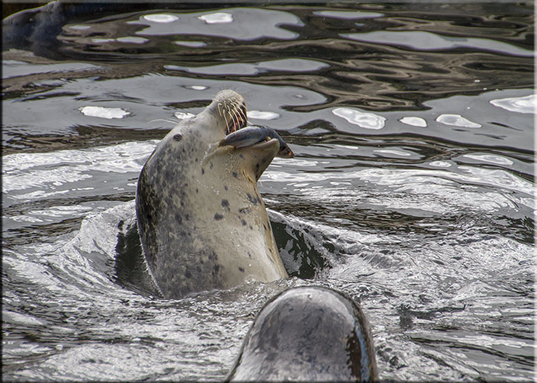 Scarborough SEA LIFE Sanctuary