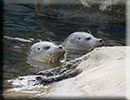 Scarborough SEA LIFE Sanctuary - 22nd August 2014