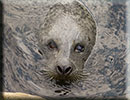 Scarborough SEA LIFE Sanctuary - 22nd August 2014