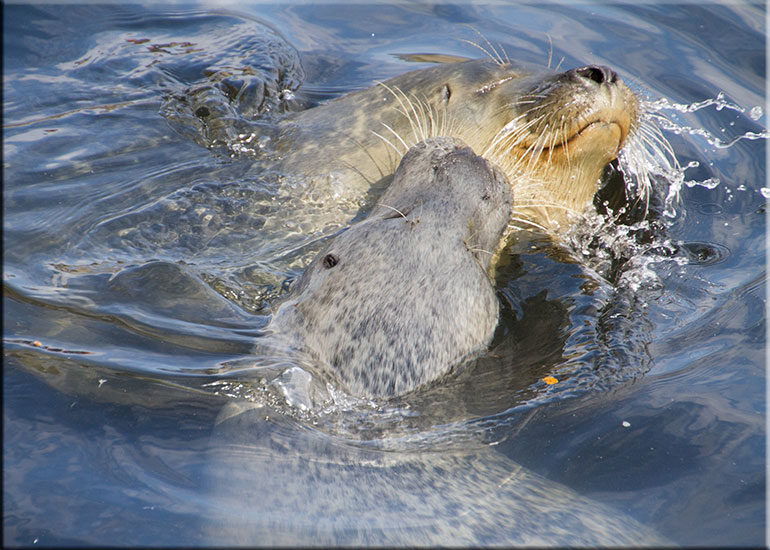 Scarborough SEA LIFE Sanctuary