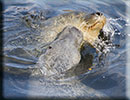 Scarborough SEA LIFE Sanctuary - 22nd August 2014