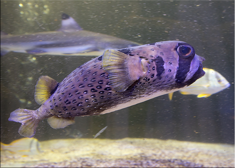 Porcupine Puffer Fish