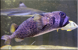 Porcupine Puffer Fish
