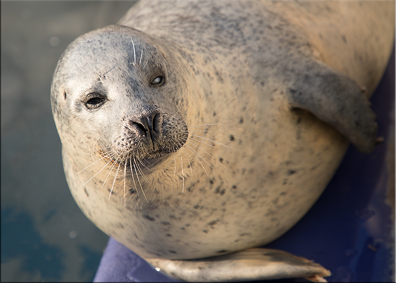 Amber, Resident Common Seal