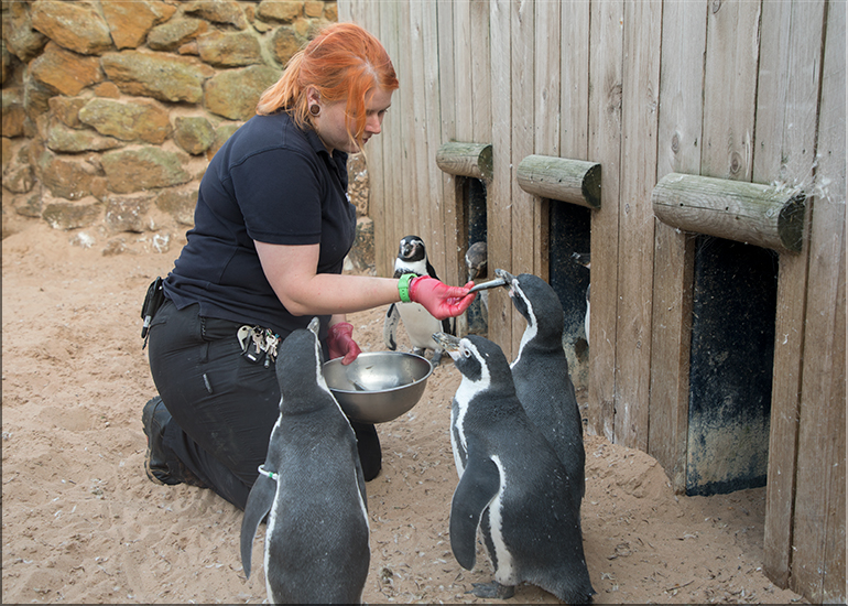 Nat, the Animal Care Team Supervisor, feeding Humbodlt Penguins